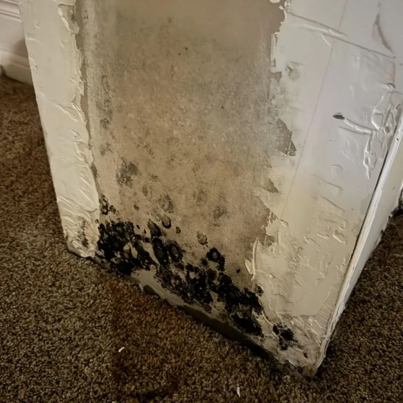 Professional Mold Removal in New Sarpy, LA